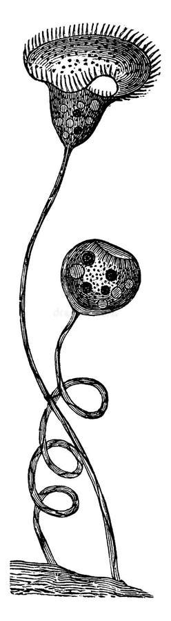  Vorticella! A Remarkable Ciliate That Whirlpools its Way Through Life