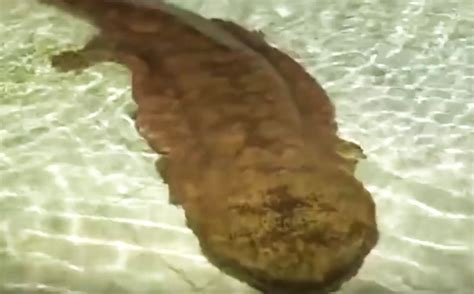  Giant Salamander: A Living Fossil Hiding in Cool, Clear Waters!