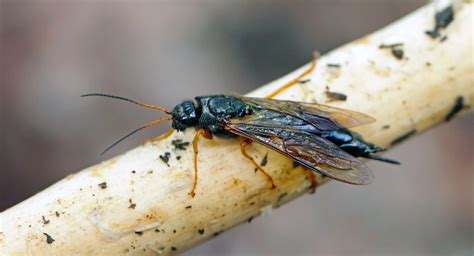  Xylocopa! Kaivaako tämä puuporakon kaltainen hyönteinen kotiinsa kukoistavien kukkien sijaan?