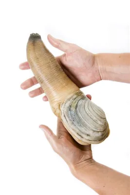  Geoduck - Kuoriselkäisten kieliin ja valtavaan kovalomukseen!