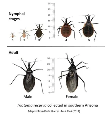  Kissing Bug! A Tiny Terror with Whip-Like Appendages Living Secretly Within Us