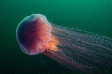  Lion's Mane Jellyfish: A Pulsating, Bioluminescent Wonder With Tentacles Reaching Epic Proportions!