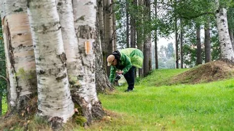 Xylophagaina – Tutkija löytää merenpohjan salaisuuksia puunsyöjäänimäisistä!