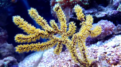   Yellow Gorgonian: Mikä ihmeellinen olento on tämä värillinen kukkakimppu meressä? 