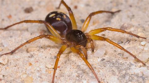 Zodariidae-Hämähäkit: Vaarattoman Viettelijän Piilotettu Puoli!